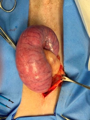 pyometra02